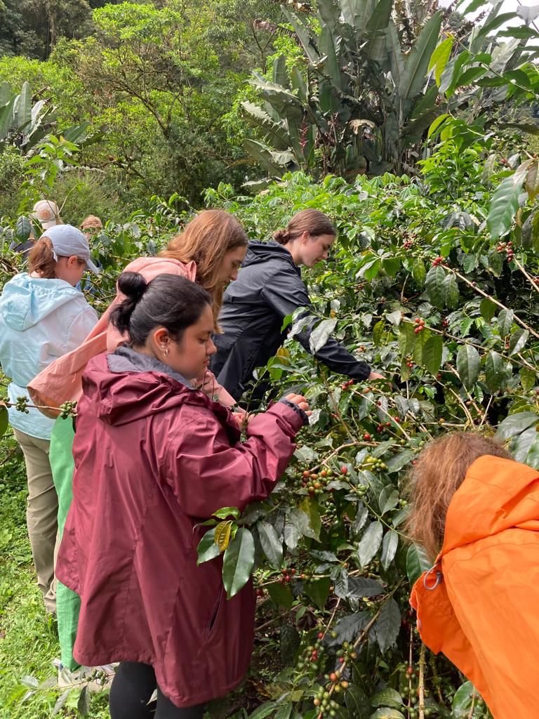 A person standing among coffee plants on a hillside farm.