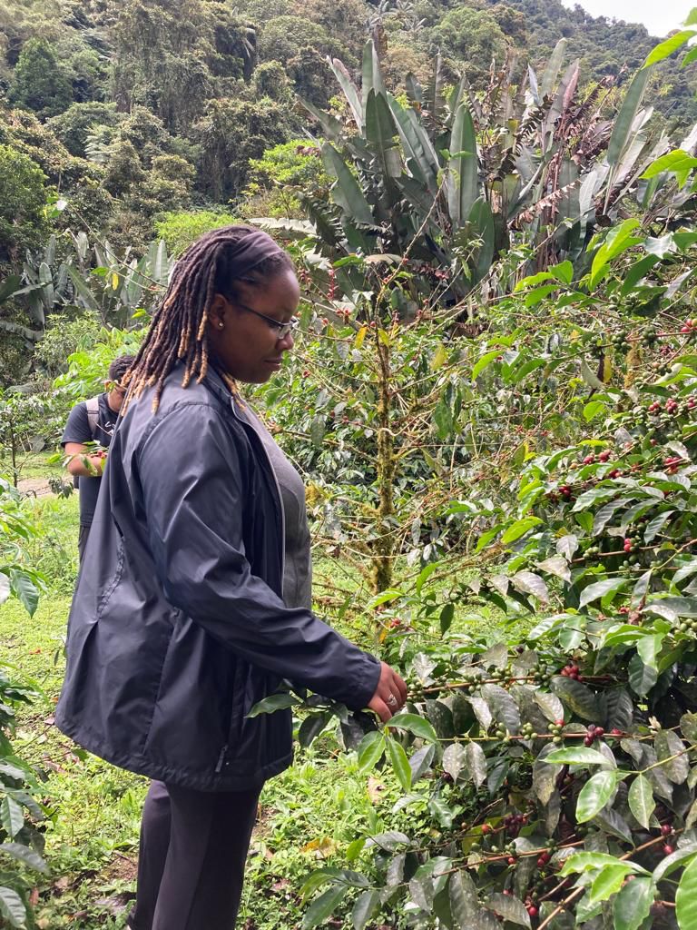 Students walking among coffee bushes on a green hillside.