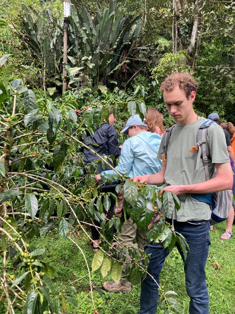 People picking coffee cherries from bushes at a farm.