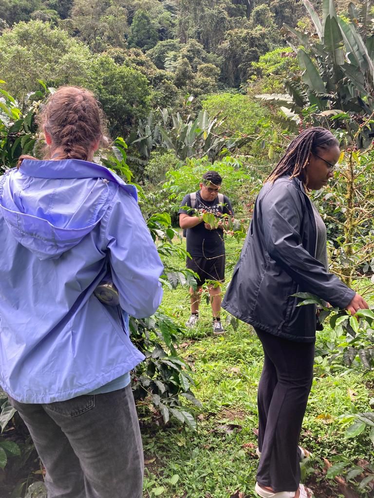 A wide view of students harvesting coffee on a green hillside.