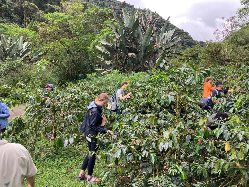 Students picking coffee cherries among dense green bushes.