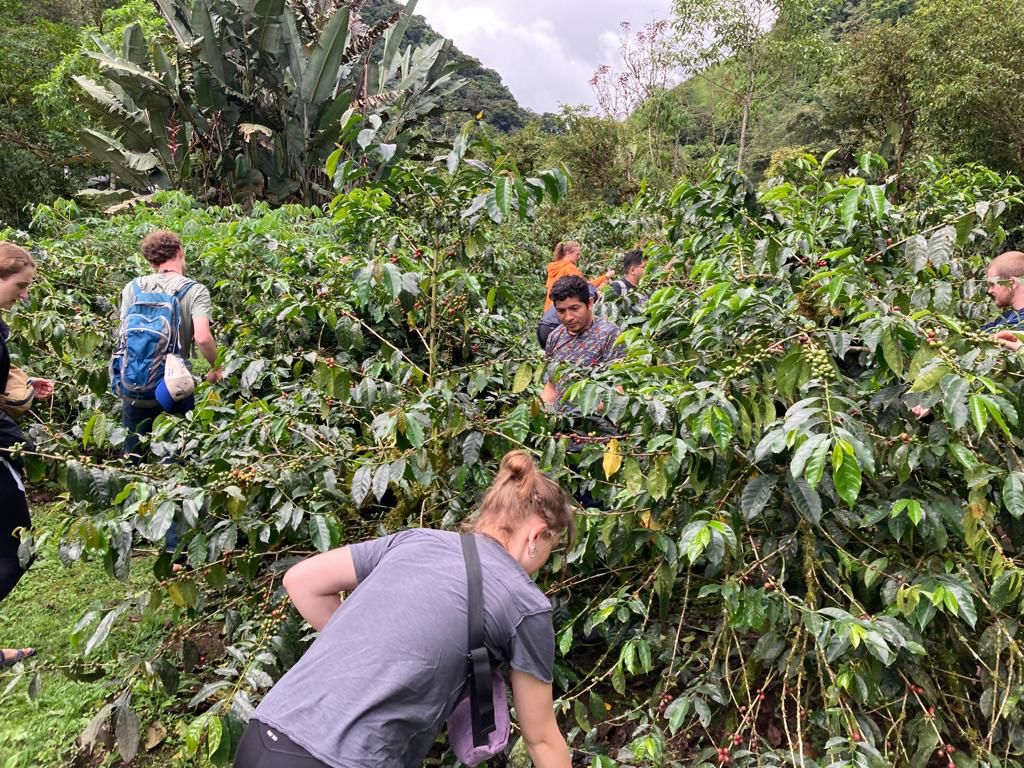A view over coffee plants with students working on a hillside.