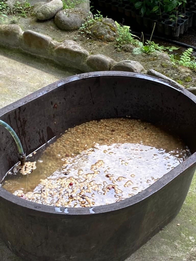 Students working around a coffee-washing station at a farm.