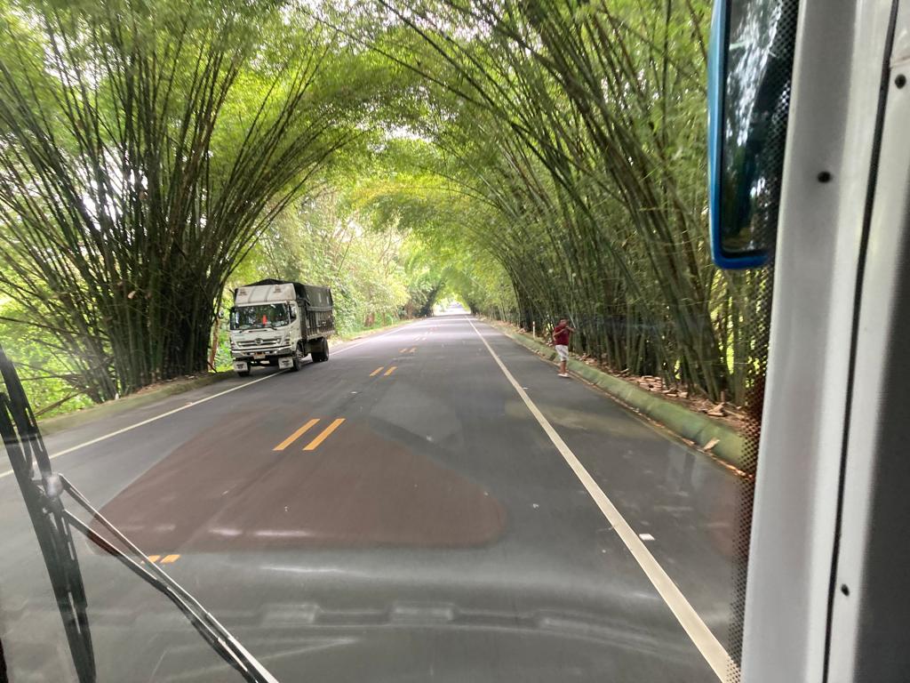 A bamboo tunnel road viewed from a bus, with a small truck ahead.
