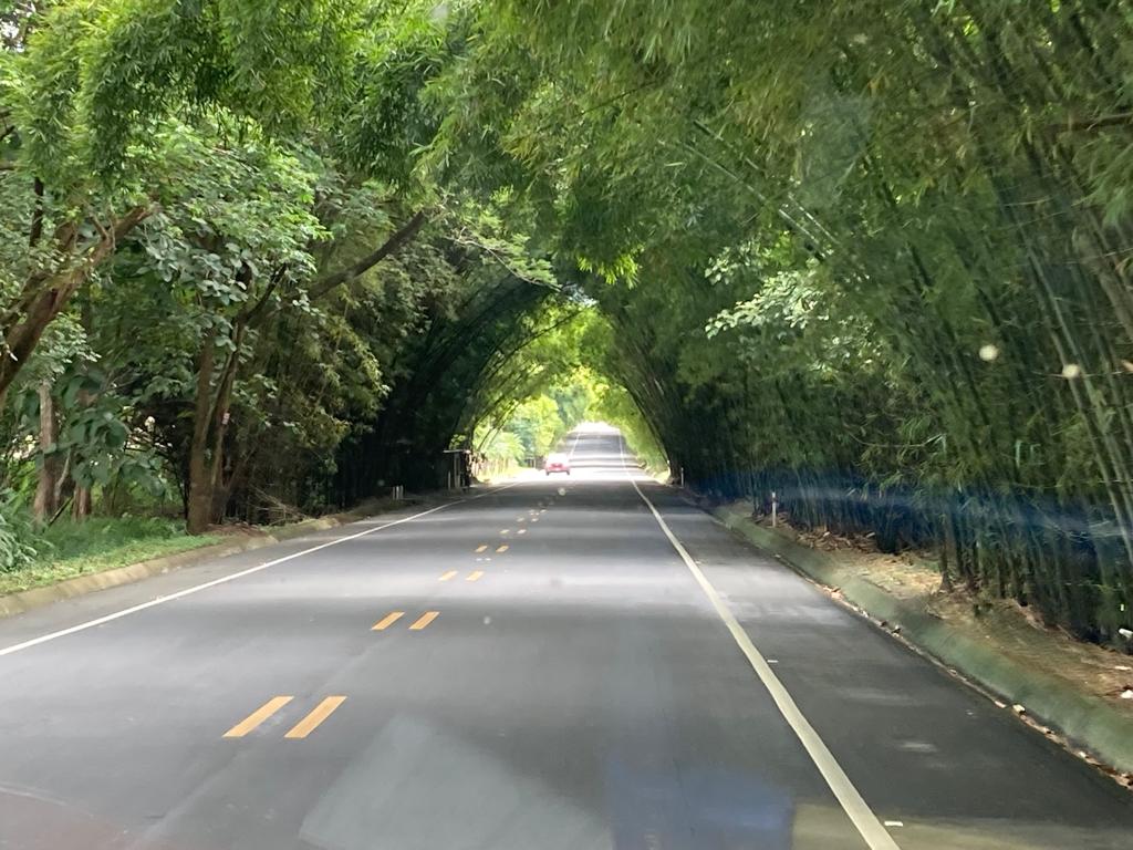 A road curving through a dense green tunnel of trees.