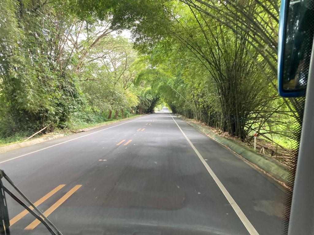 A road lined with tall bamboo forming a leafy canopy overhead.