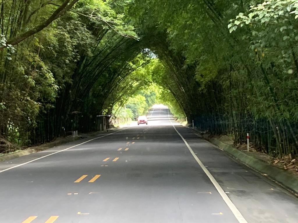 A road passing beneath an arching tunnel of bamboo.