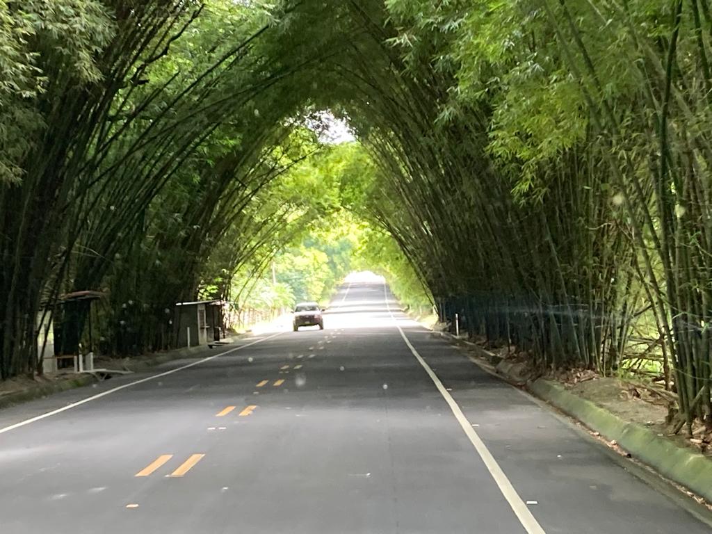 A bamboo-canopied road with a car driving ahead.