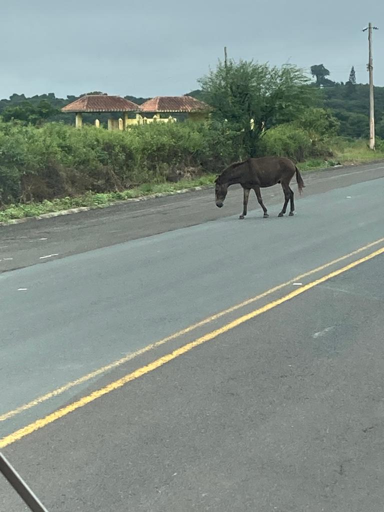 A horse walking along the edge of a rural highway.