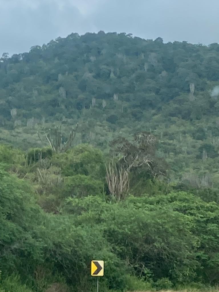 A forested green hillside beside a road marked with a curve sign.