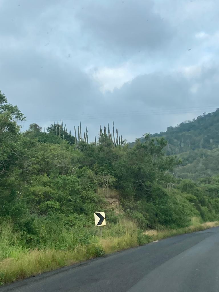 A dry, cactus-dotted hillside along a winding road.
