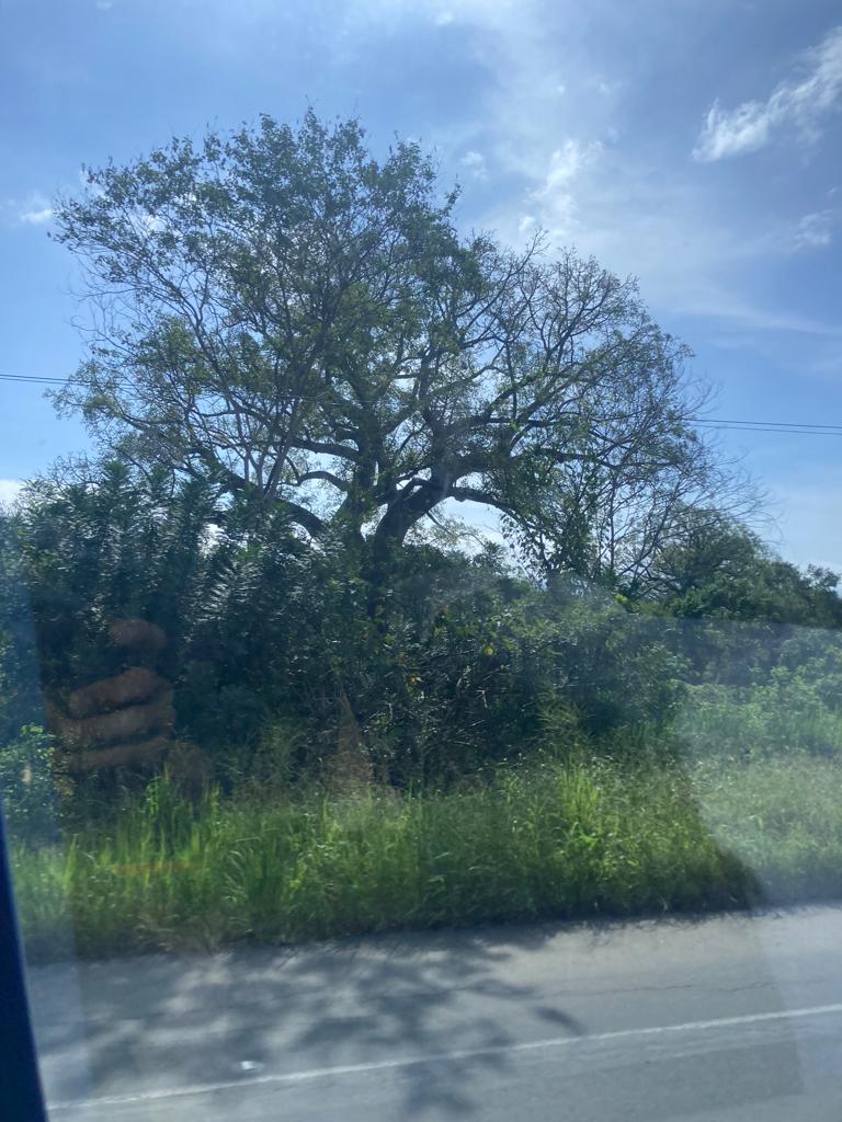A large spreading tree beside a road, seen from a vehicle.