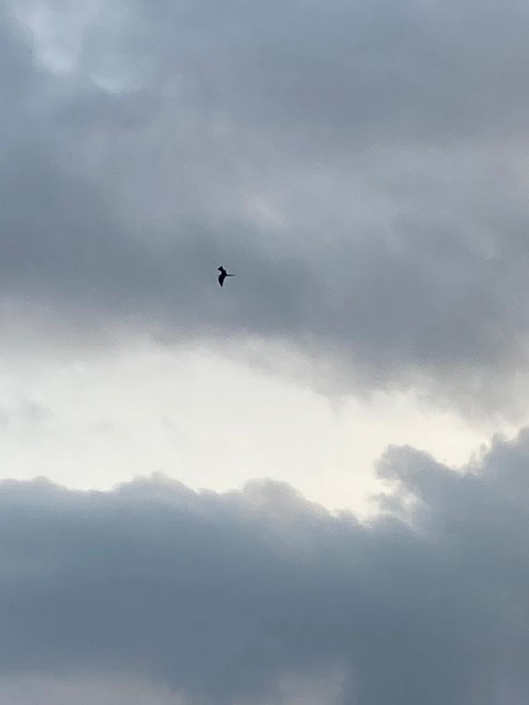 An overcast sky with a single bird in flight.