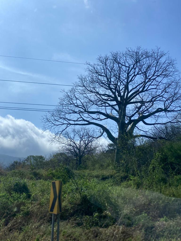 A large bare-branched tree on a hillside under a blue sky.