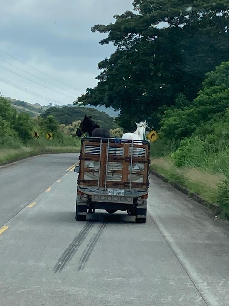 A cargo truck driving ahead on a country highway.
