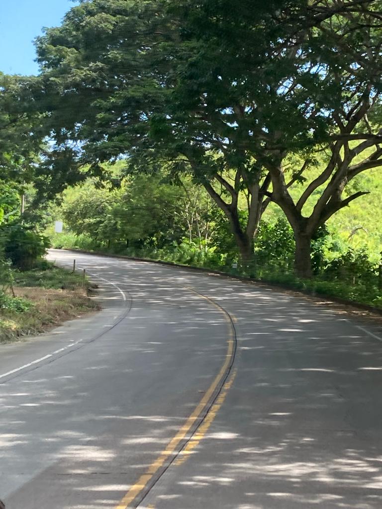 A tree-lined rural road curving through green countryside.