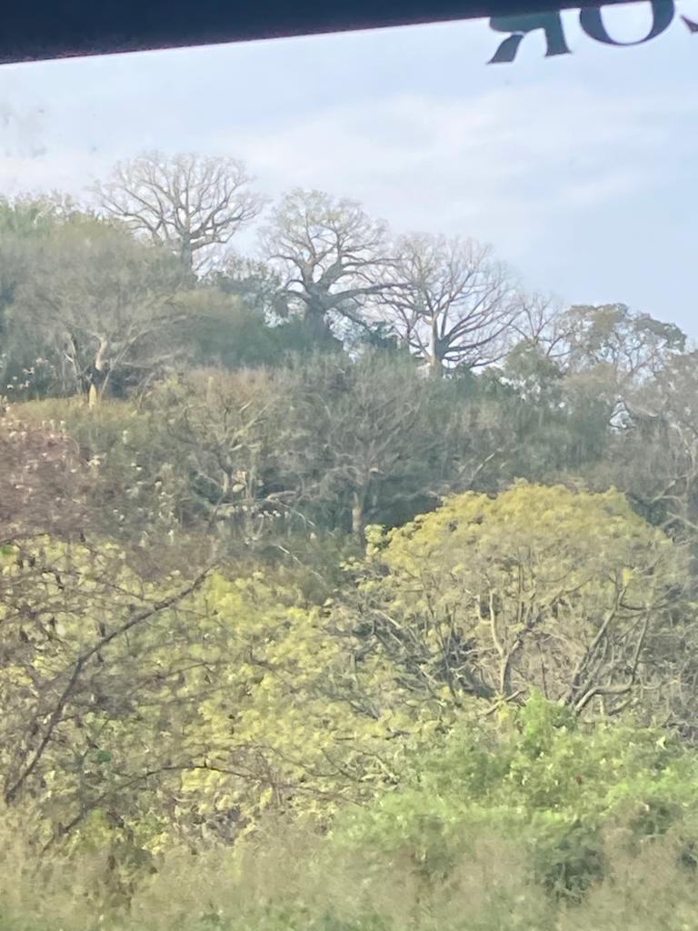 Leafy green trees seen through the window of a bus.