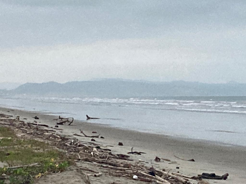A broad beach with driftwood and a headland in the distance.
