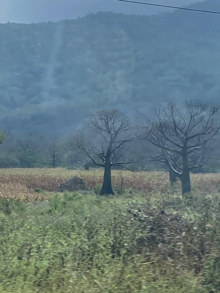 Two leafless trees standing in a misty field with hills behind.