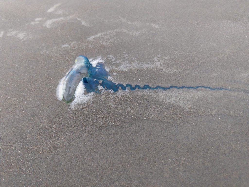 A blue jellyfish washed up on the wet sand.