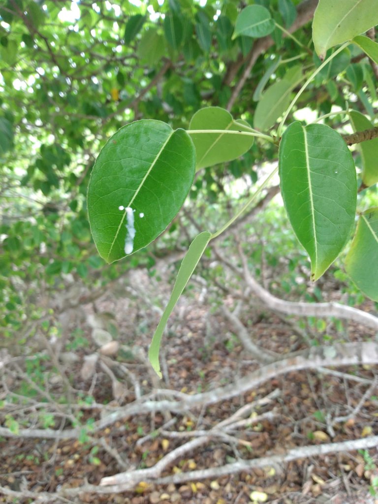 A close-up of green leaves and a tree's tangled roots.