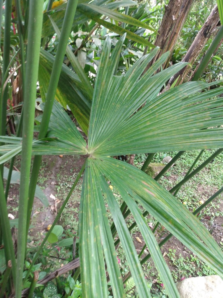A fan-shaped palm frond among tropical greenery.