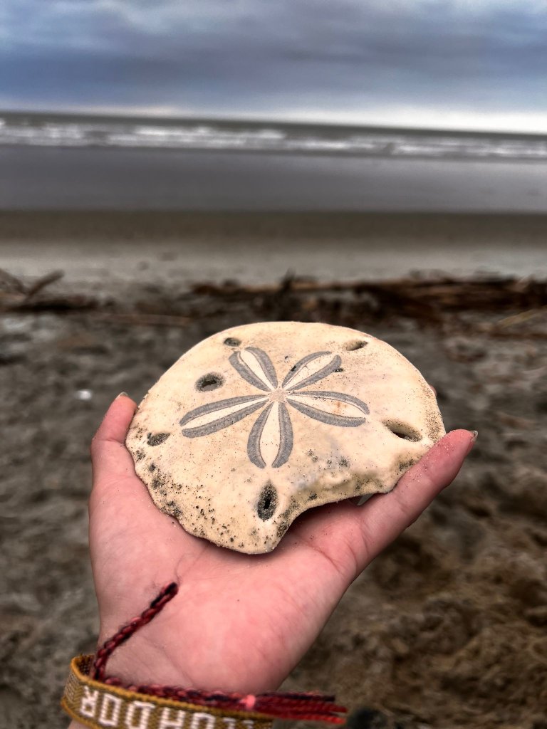 A hand holding a sand dollar on the beach.