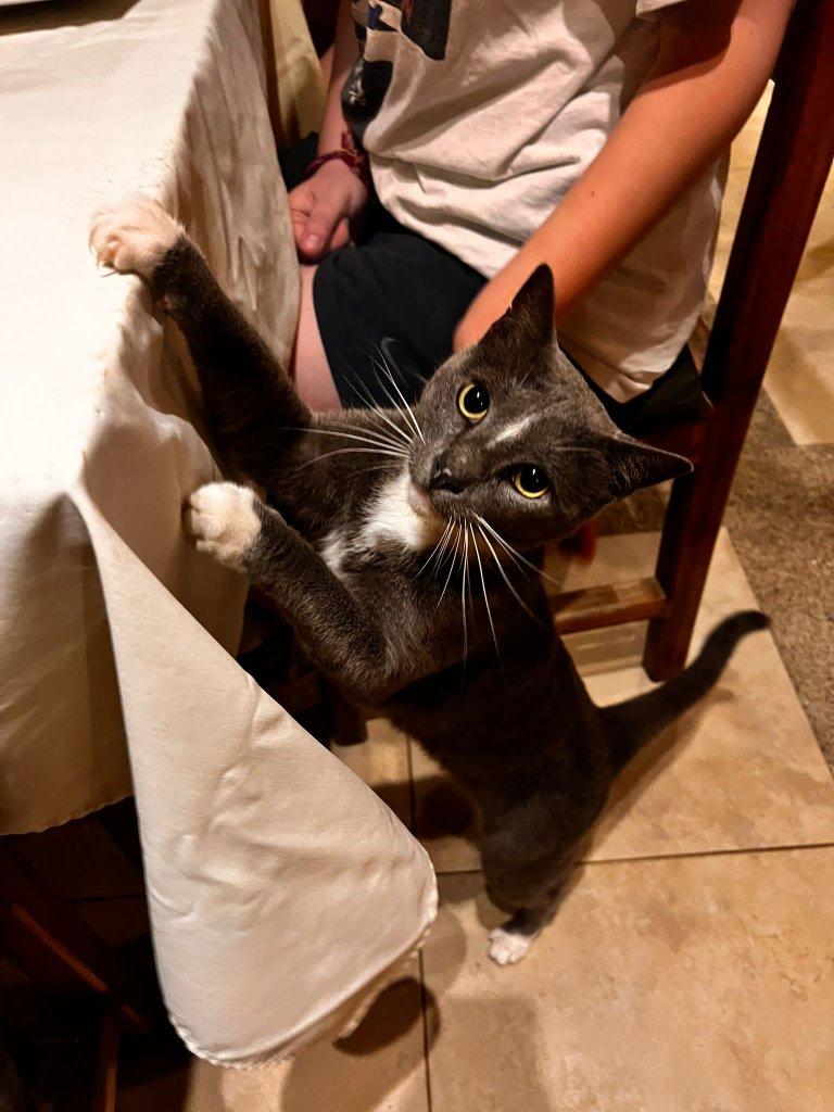 A black-and-white cat peeking over a restaurant table.
