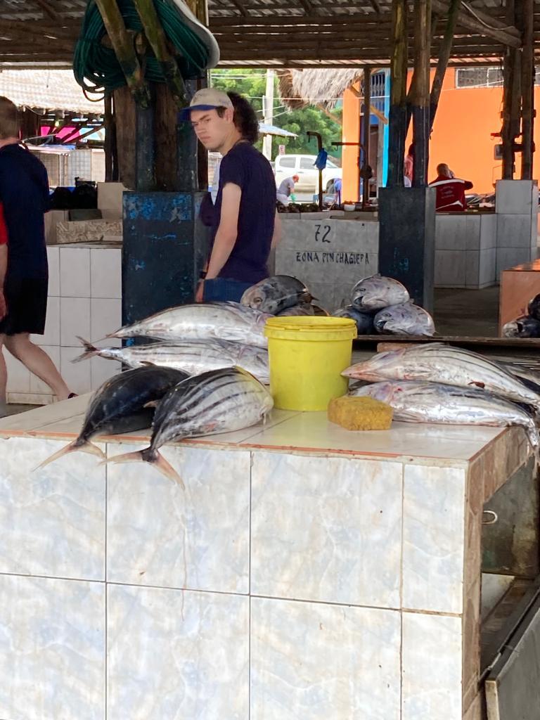 Fresh fish laid out on a tiled counter at a market stall.