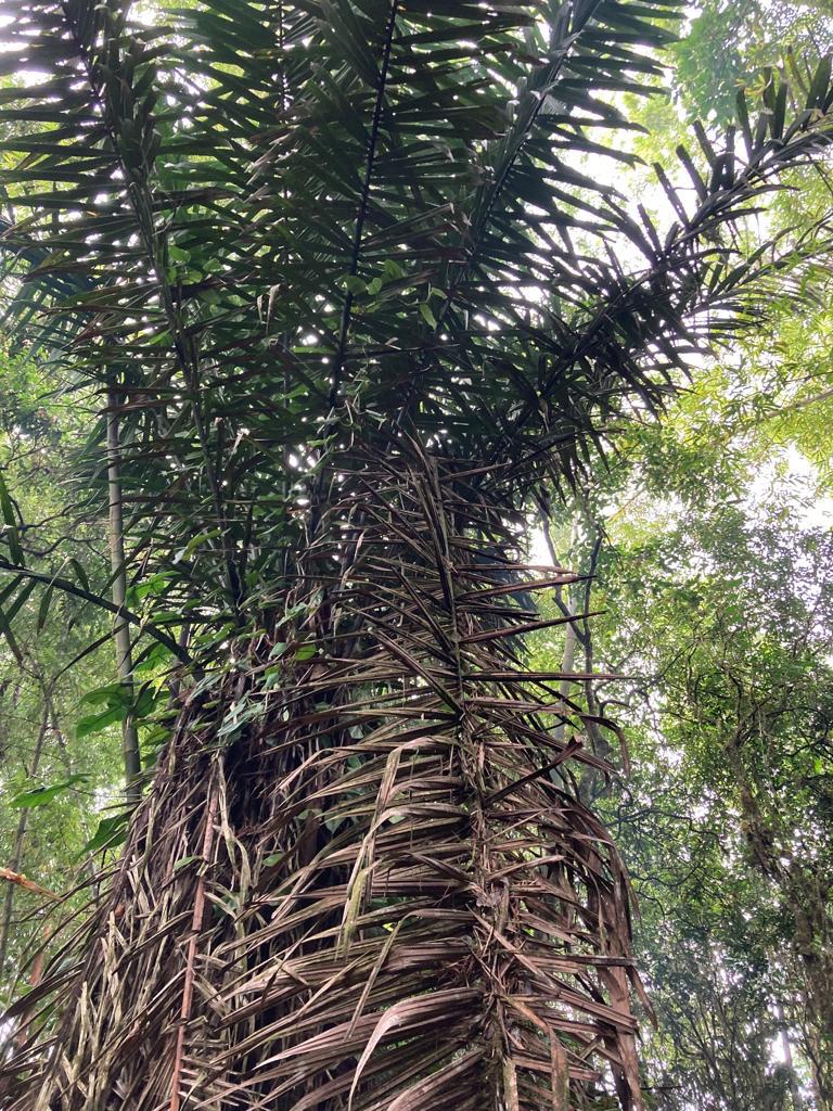 A tall spiny palm trunk rising into the jungle canopy.
