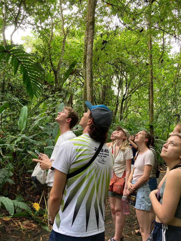 Students looking up at the forest canopy on a trail.
