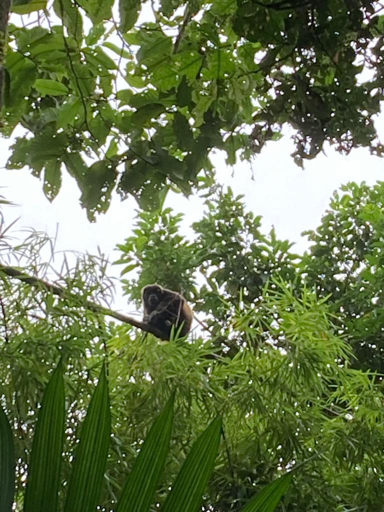 A view up into green tree branches and foliage.
