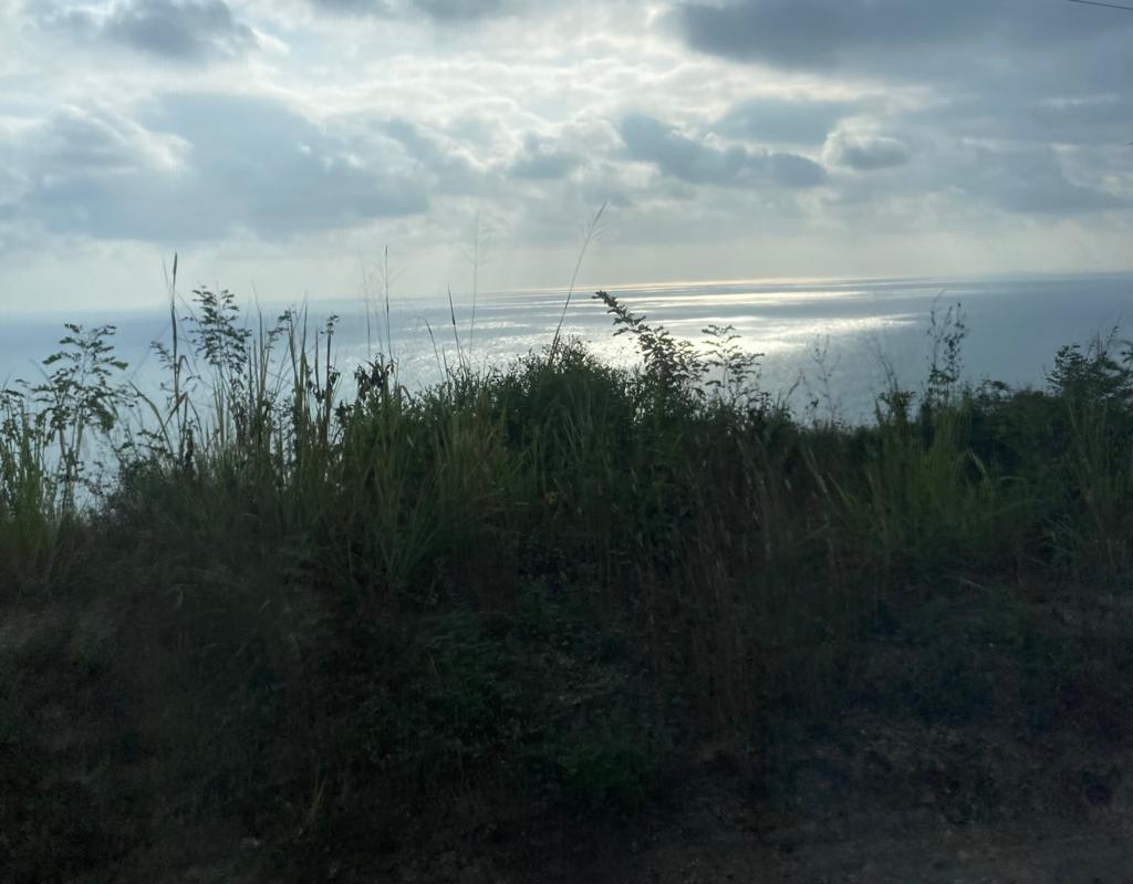 Sunlit sea beyond coastal brush and grasses.