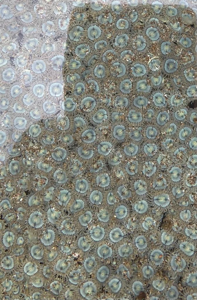 A close-up cluster of sea anemones on a rock.